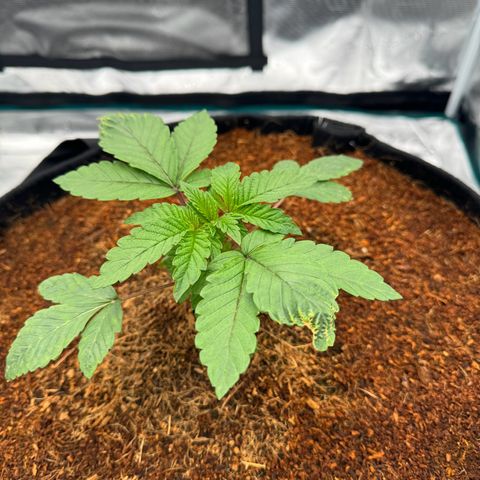 The Queen S1 growlog timeline photo