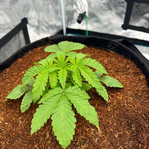 The Queen S1 growlog timeline photo