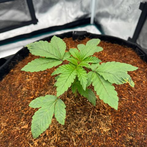 The Queen S1 growlog timeline photo