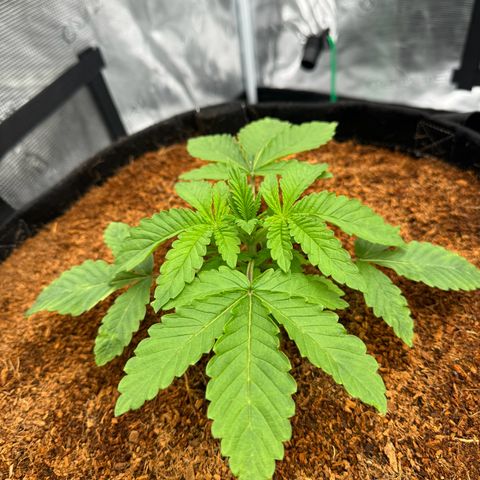 The Queen S1 growlog timeline photo