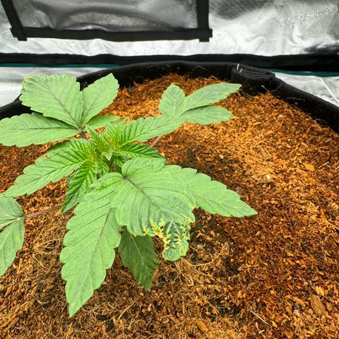 The Queen S1 growlog timeline photo