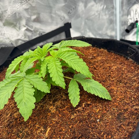 The Queen S1 growlog timeline photo
