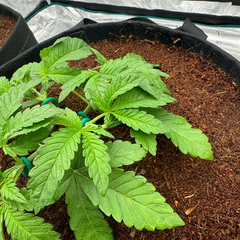 The Queen S1 growlog timeline photo