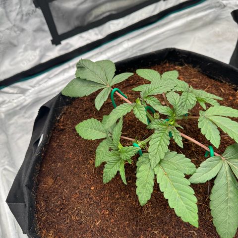 The Queen S1 growlog timeline photo