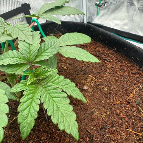 The Queen S1 growlog timeline photo