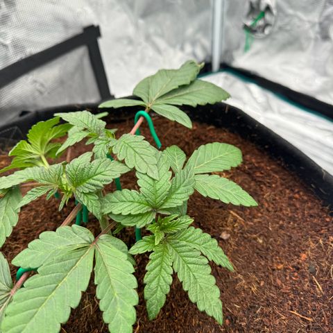 The Queen S1 growlog timeline photo