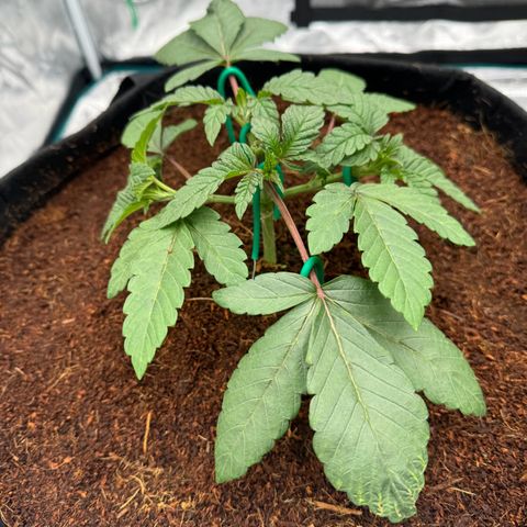 The Queen S1 growlog timeline photo