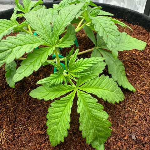 The Queen S1 growlog timeline photo