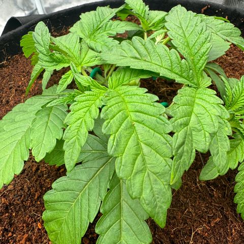 The Queen S1 growlog timeline photo