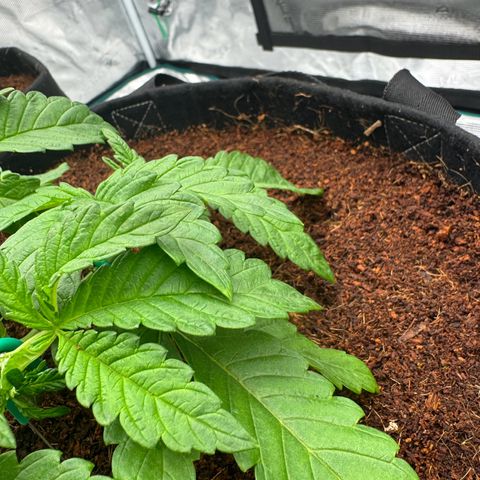 The Queen S1 growlog timeline photo