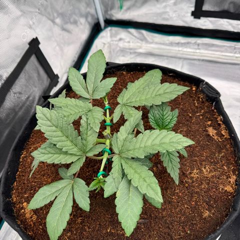 The Queen S1 growlog timeline photo