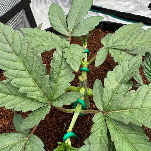 The Queen S1 growlog timeline photo