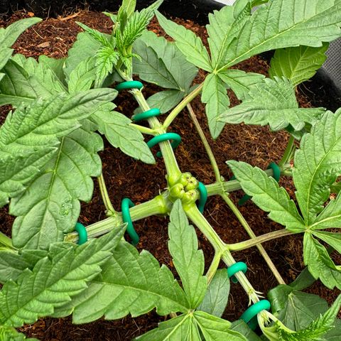 The Queen S1 growlog timeline photo