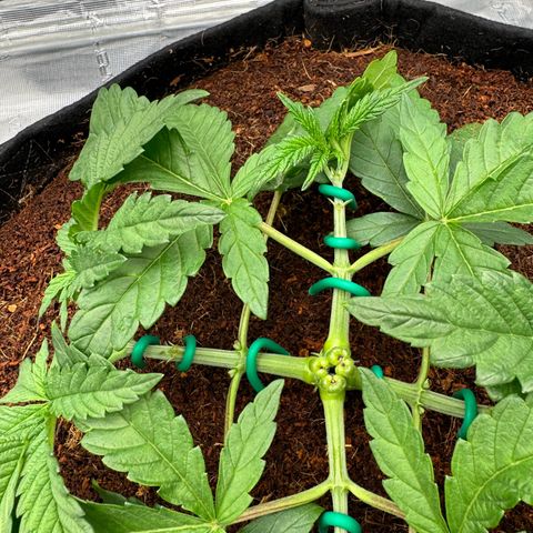 The Queen S1 growlog timeline photo