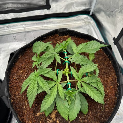 The Queen S1 growlog timeline photo