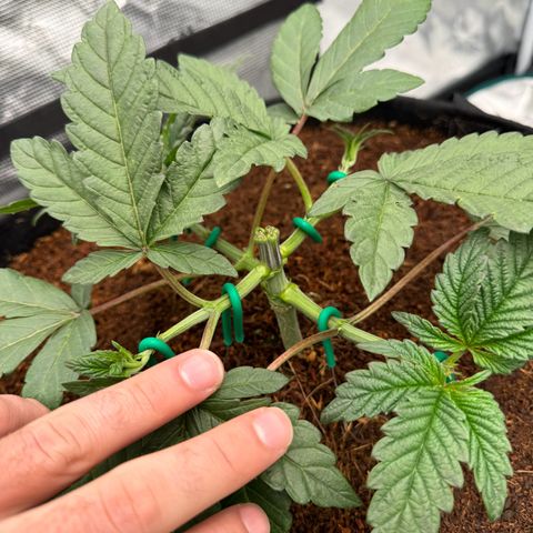 The Queen S1 growlog timeline photo