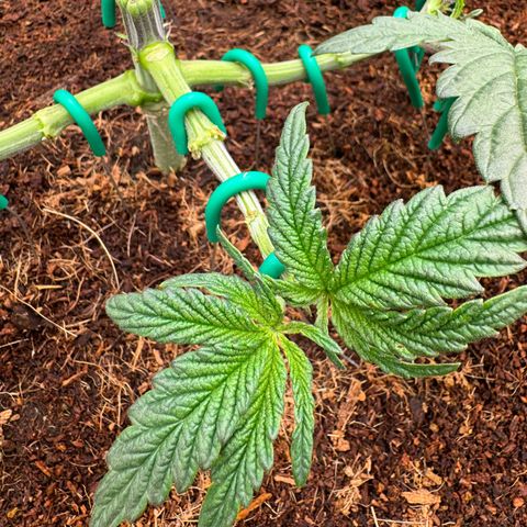 The Queen S1 growlog timeline photo