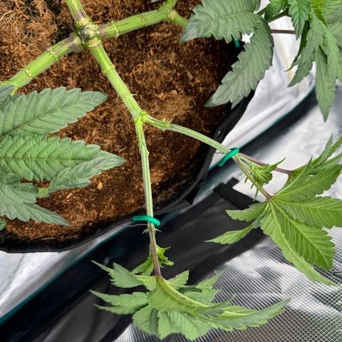 The Queen S1 growlog timeline photo