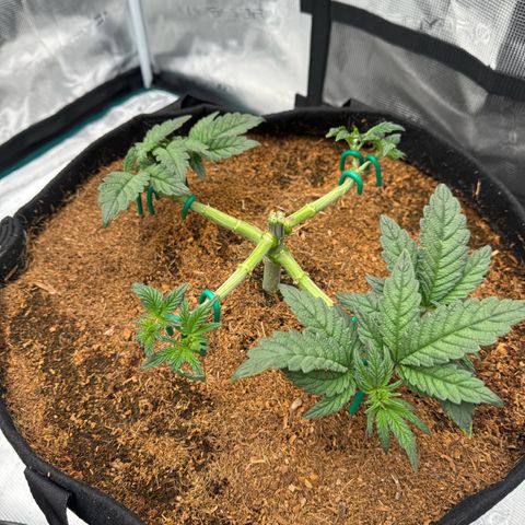 The Queen S1 growlog timeline photo