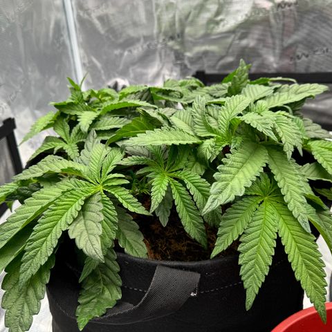 The Queen S1 growlog timeline photo