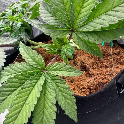 The Queen S1 growlog timeline photo