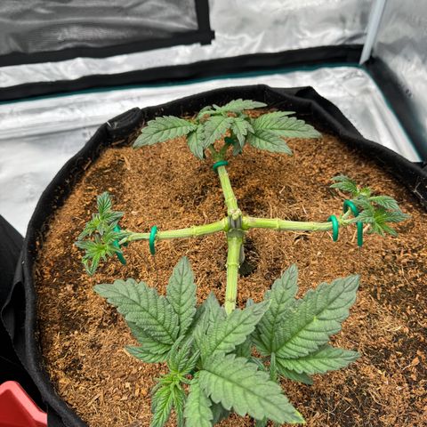 The Queen S1 growlog timeline photo