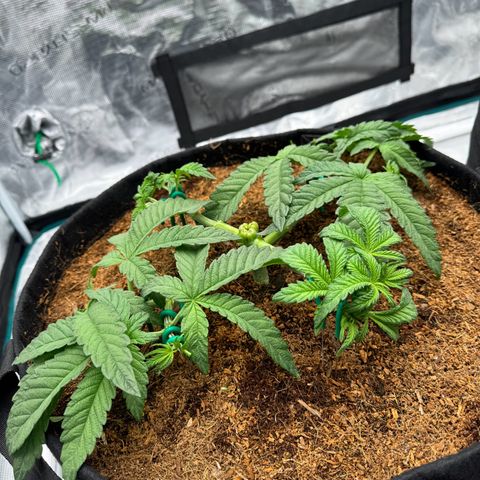 The Queen S1 growlog timeline photo