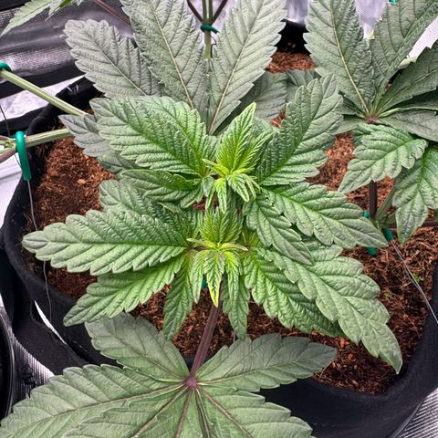 The Queen S1 growlog timeline photo