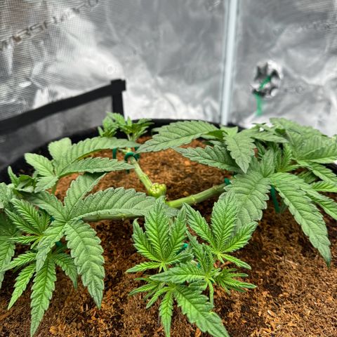 The Queen S1 growlog timeline photo