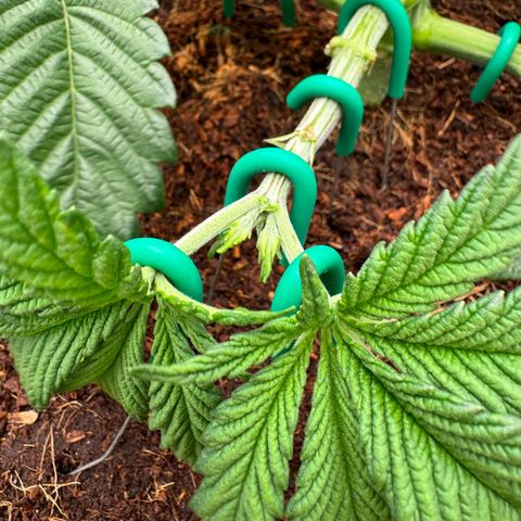 The Queen S1 growlog timeline photo