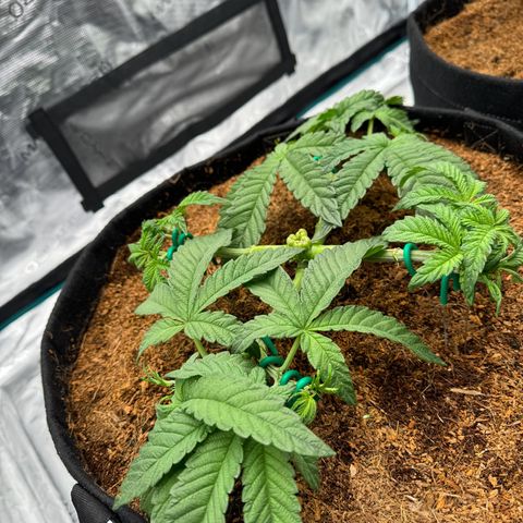 The Queen S1 growlog timeline photo