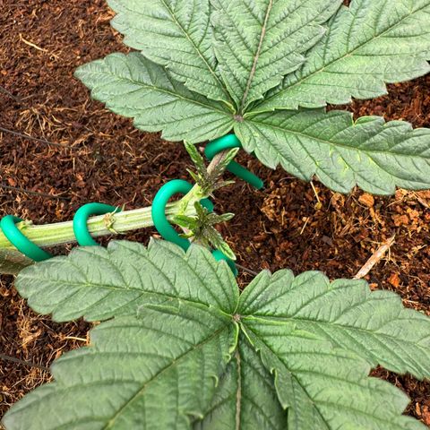 The Queen S1 growlog timeline photo