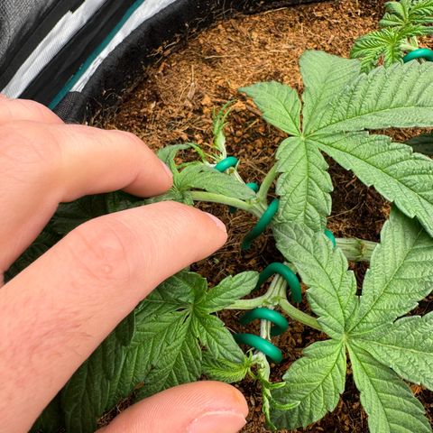 The Queen S1 growlog timeline photo