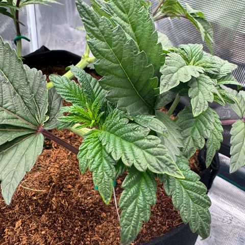 The Queen S1 growlog timeline photo
