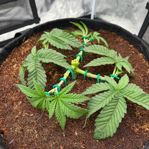 The Queen S1 growlog timeline photo