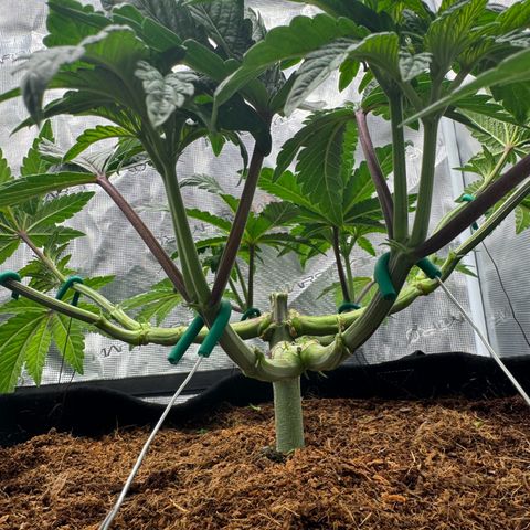 The Queen S1 growlog timeline photo