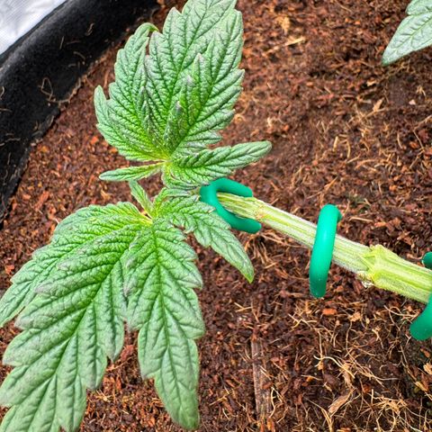 The Queen S1 growlog timeline photo