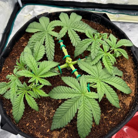 The Queen S1 growlog timeline photo
