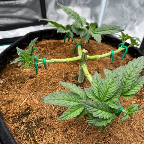 The Queen S1 growlog timeline photo