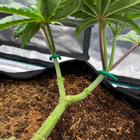 The Queen S1 growlog timeline photo