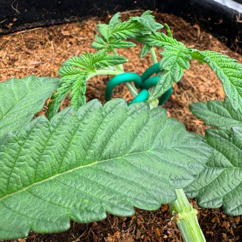The Queen S1 growlog timeline photo