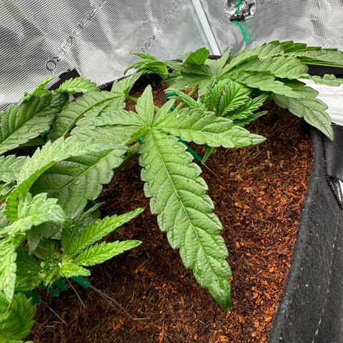 The Queen S1 growlog photo: 5L of water with nutrients each plant