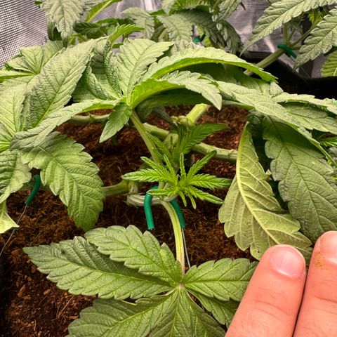 The Queen S1 growlog timeline photo
