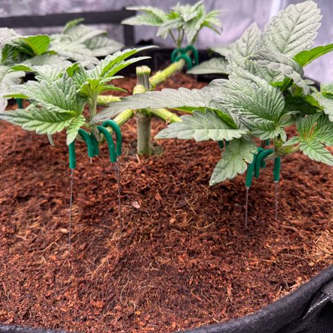 The Queen S1 growlog photo: 5L of water with nutrients each plant