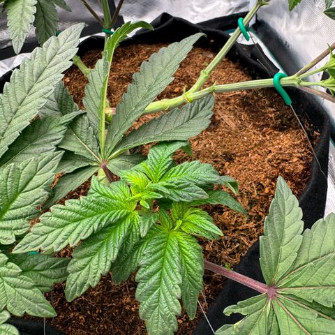 The Queen S1 growlog timeline photo