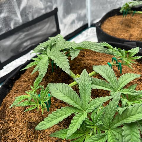 The Queen S1 growlog timeline photo