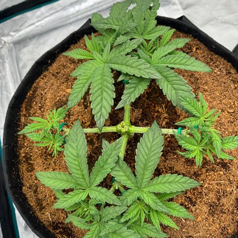 The Queen S1 growlog timeline photo