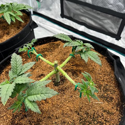 The Queen S1 growlog timeline photo