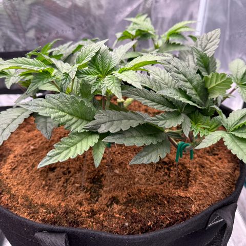 The Queen S1 growlog timeline photo