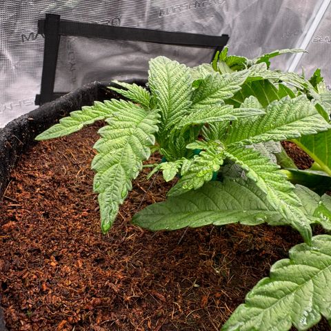 The Queen S1 growlog photo: 5L of water with nutrients each plant